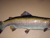 5-2013 trout